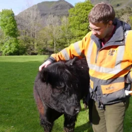 Educational Visits - Cow