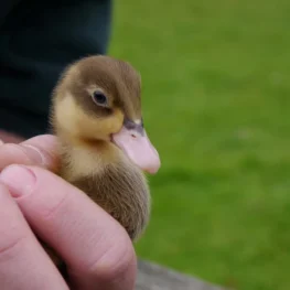 Educational Visits - Duckling