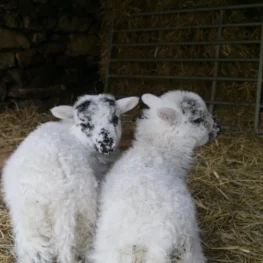 Educational Visits - Lambs